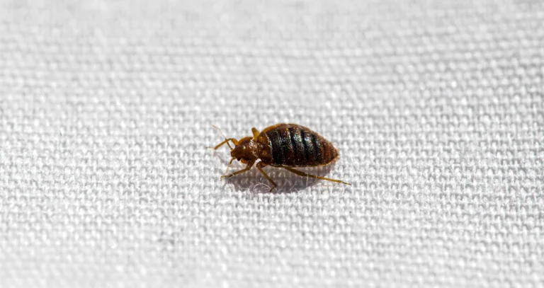bedbug control services in nepal