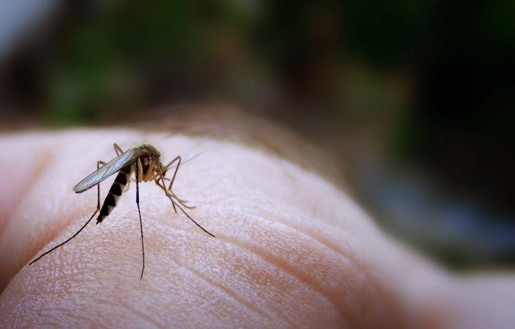 mosquito control service in nepal