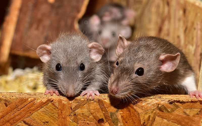 Rat Control Service in Nepal | Musa