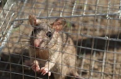 rodent control service in kathmandu nepal